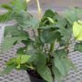 Philodendron Mini – Rhaphidophora tetrasperma – 6″ Pot